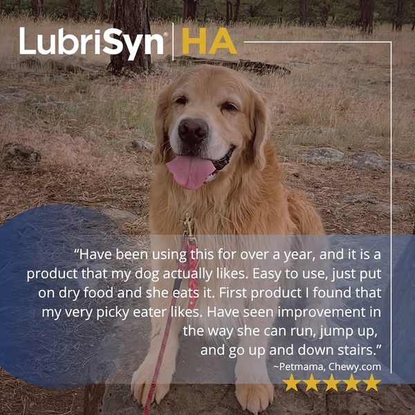 This 1:1 square ad features a high-quality photo of a dog with a 5-star review overlaid to provide social proof for a joint supplement product.